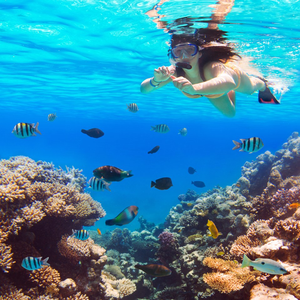 A day out snorkelling on the Red Sea coral reef is a stunning way to burn off your delicious meals