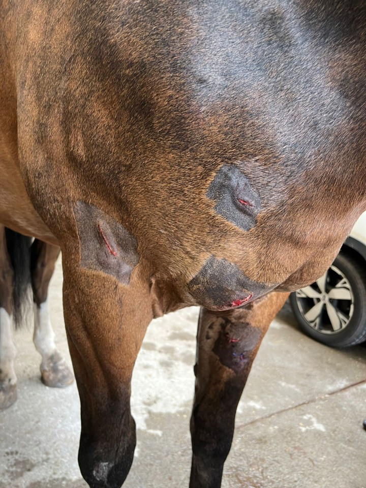 Police shared photos of one of the horse's injuries