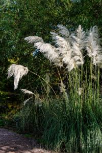  Pampas grass on the front lawn could indicate swinging neighbours