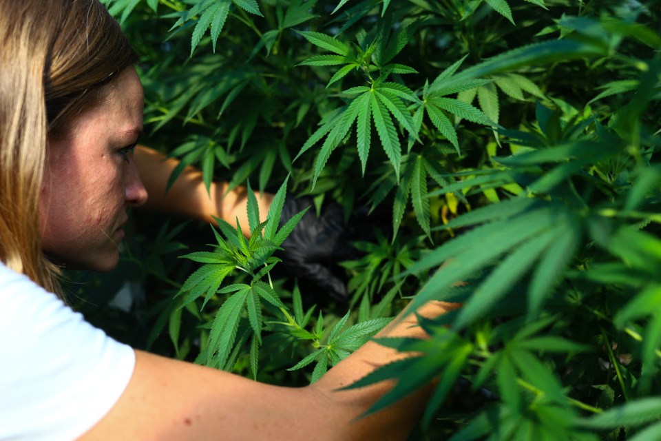 It is legal to grow Cannabis for your own personal use in Spain