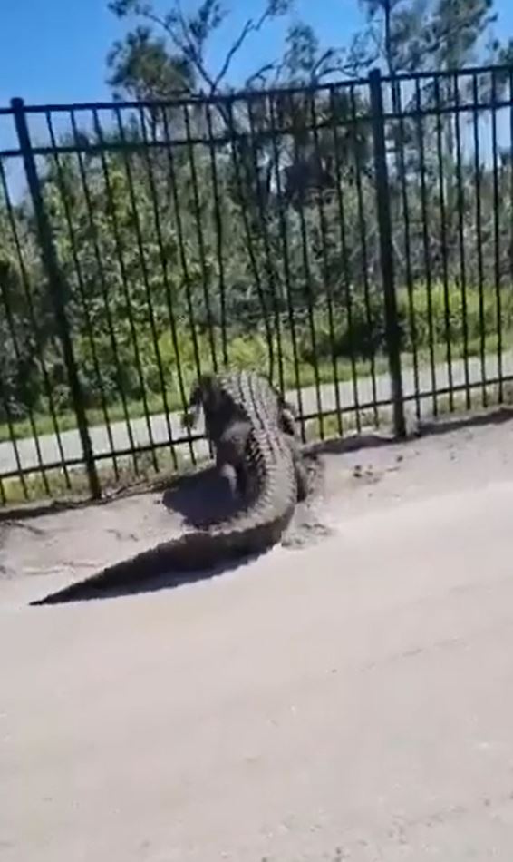 The gator is able to tear its way through the bars