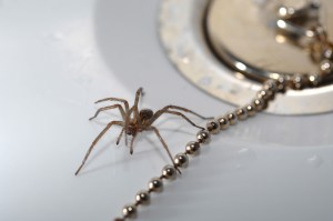 There’s a high chance spiders will settle in your home at this time of year