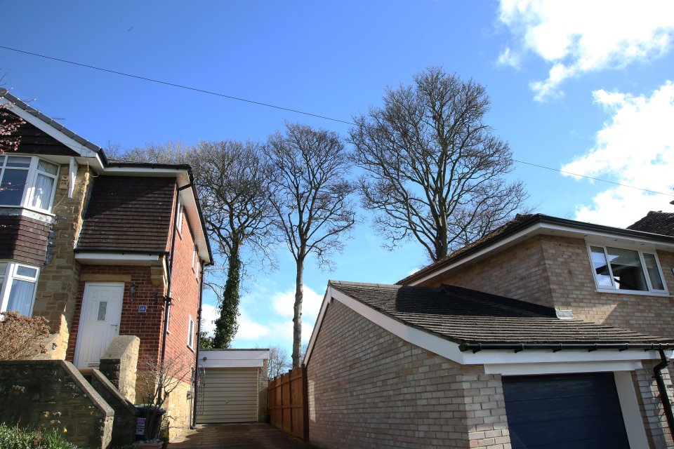 The couple say they have tried countless times to have the trees felled, but they're covered by a TPO