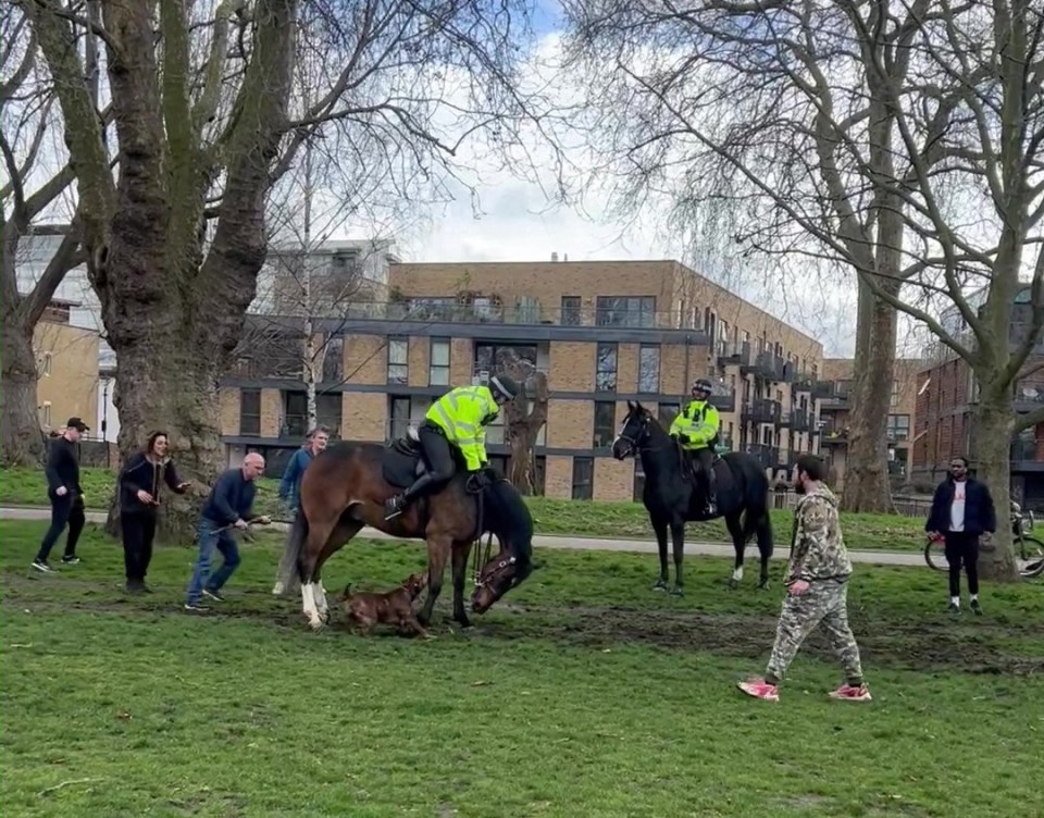 An out-of-control dog savages two police horses in a park as its cowardly owner, right in camo clothing, stands by doing nothing