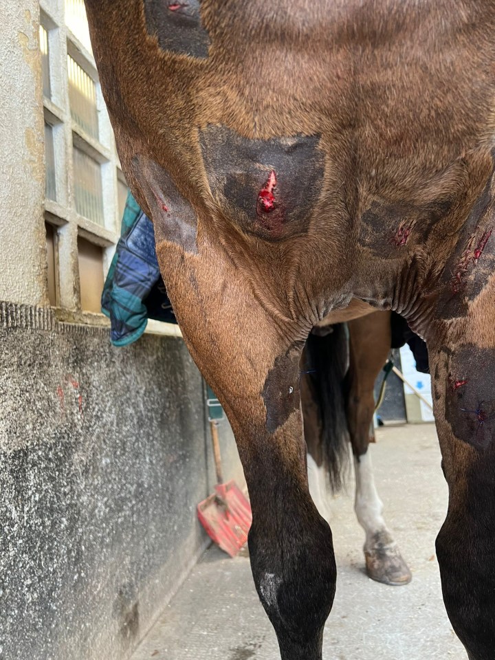 Police shared photos of one of the horse's injuries