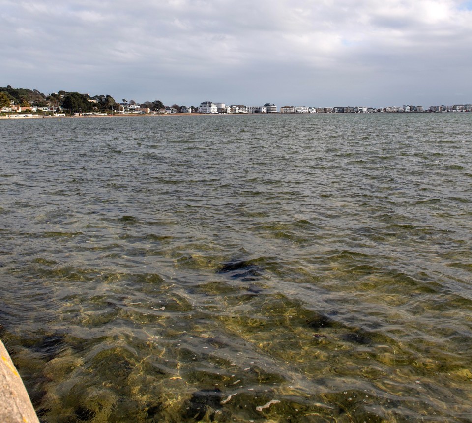 By Monday, there had been a '60-70 per cent reduction' in slick sightings on the water, managers Poole Harbour Commissioners said