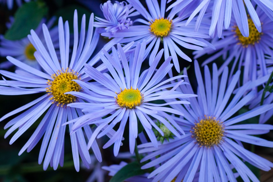 Asters are perfect plants for the Chelsea Chop