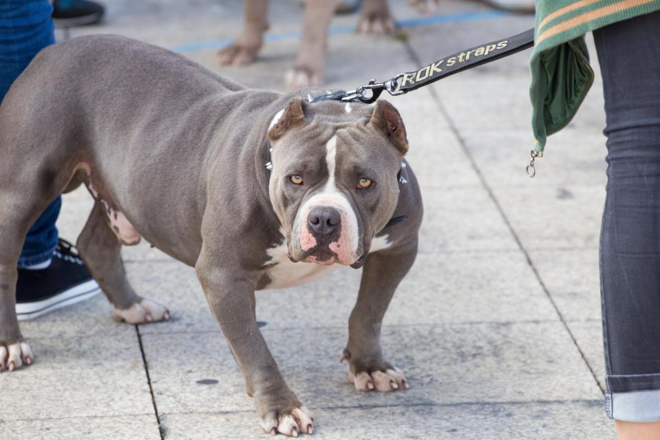 The dog is thought to be an American Bully breed