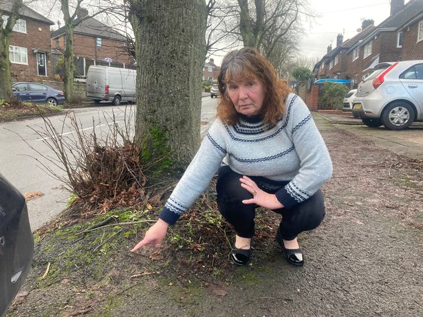 The residents have even offered to pay for the trees to be cut down themselves