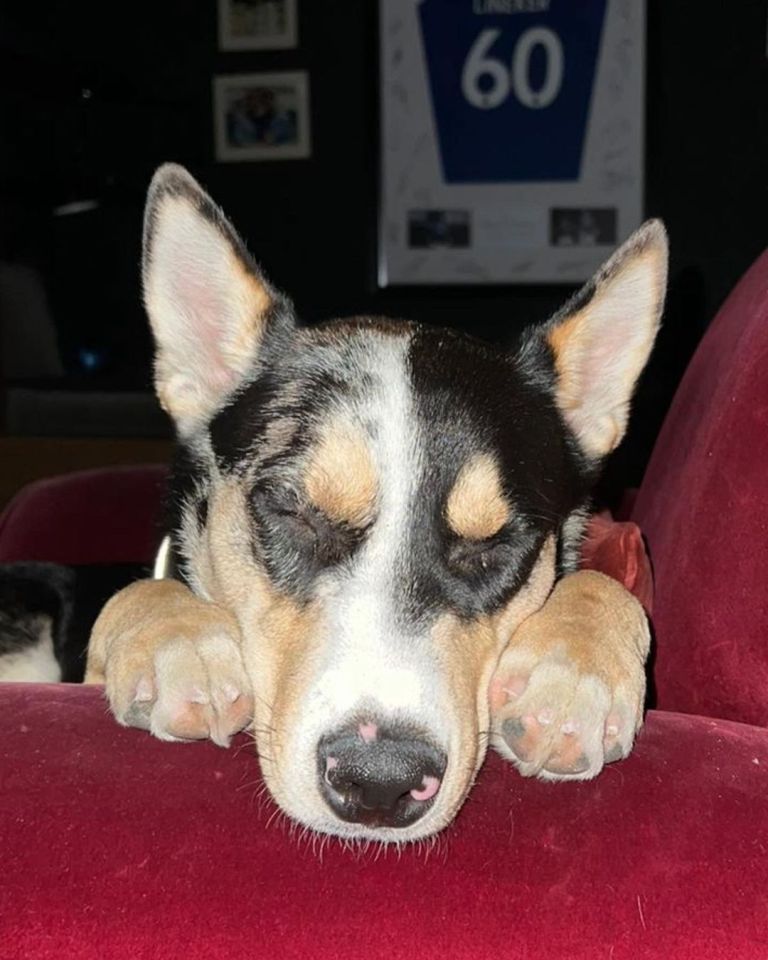 Gary's rescue dog Filbert - who arrived into the family last year - clearly enjoys relaxing on his red sofa