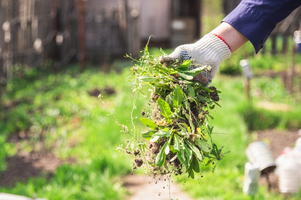 It's time to get back out into the garden and do these eight simple tasks