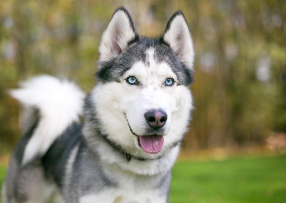 Their four legged friend is also 25 percent Husky