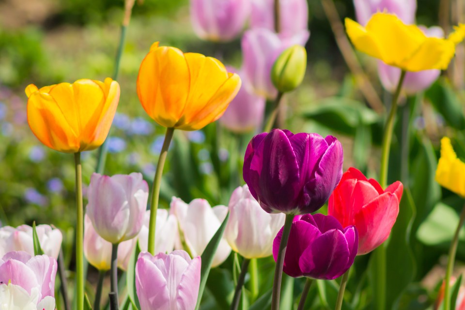 According to Monty Don, you mustn't trim your spring bulbs