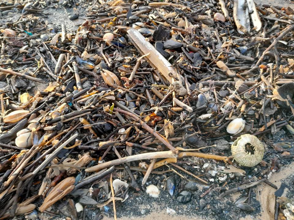 The beach was littered with debris and dead creatures