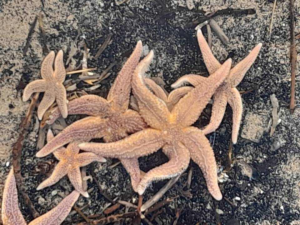 Those living nearby have been left baffled by the carpet of dead fish