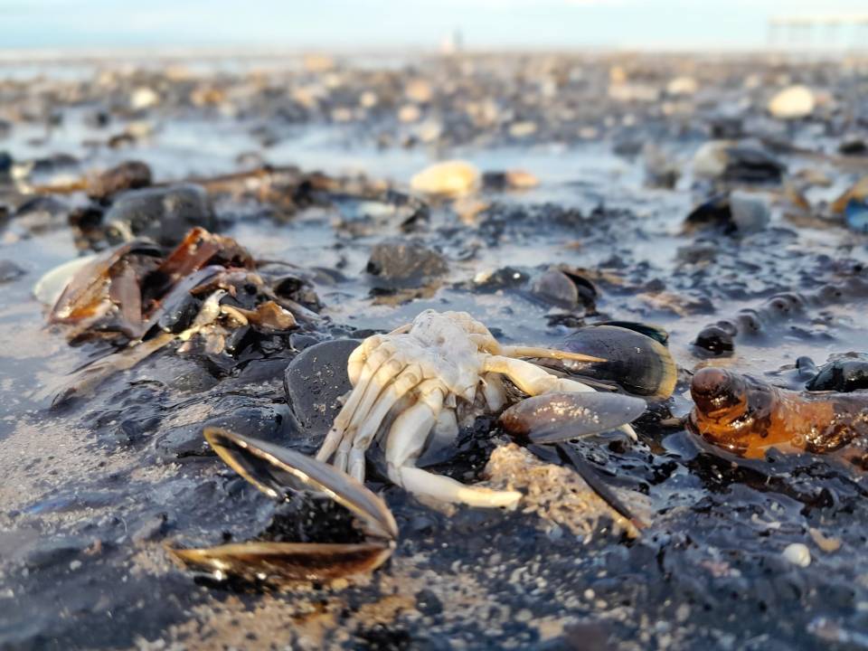 Andrew said he had noticed there were a lot of starfish, as well as numerous crabs.