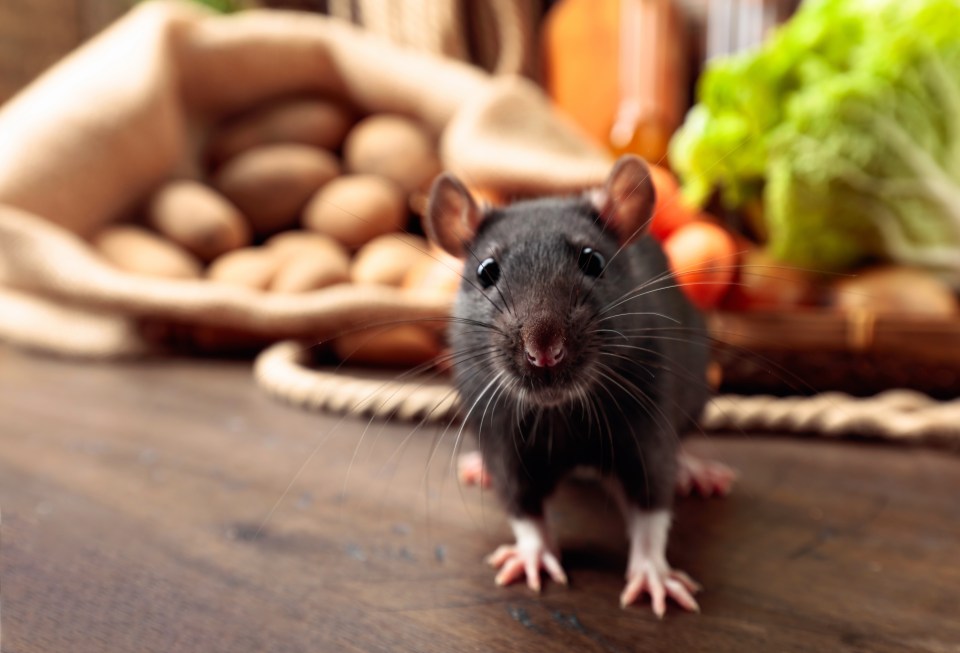 One kitchen staple could stop this rat gobbling the sack of potatoes behind him