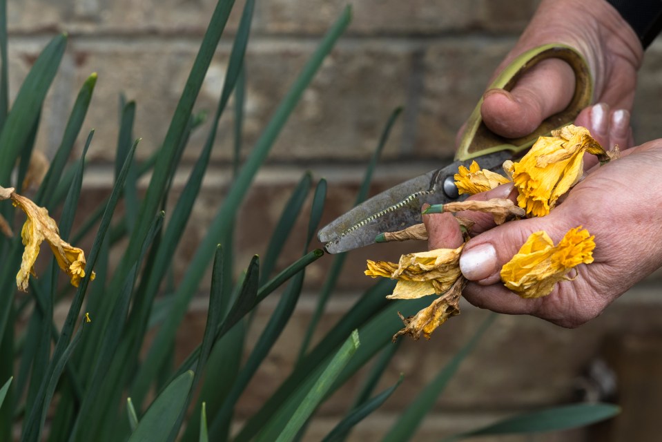 So if you're green fingered and want your garden to impress, you'll need to take notes