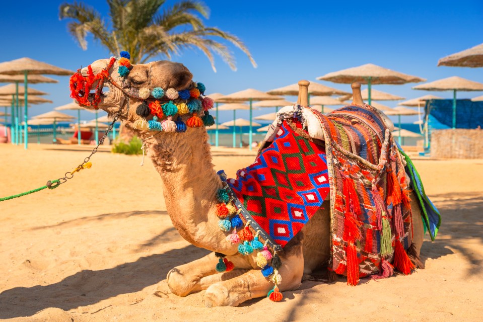 Just 5 hours from the UK, Hurghada is a sun drenched, family friendly resort, packed with activities for all