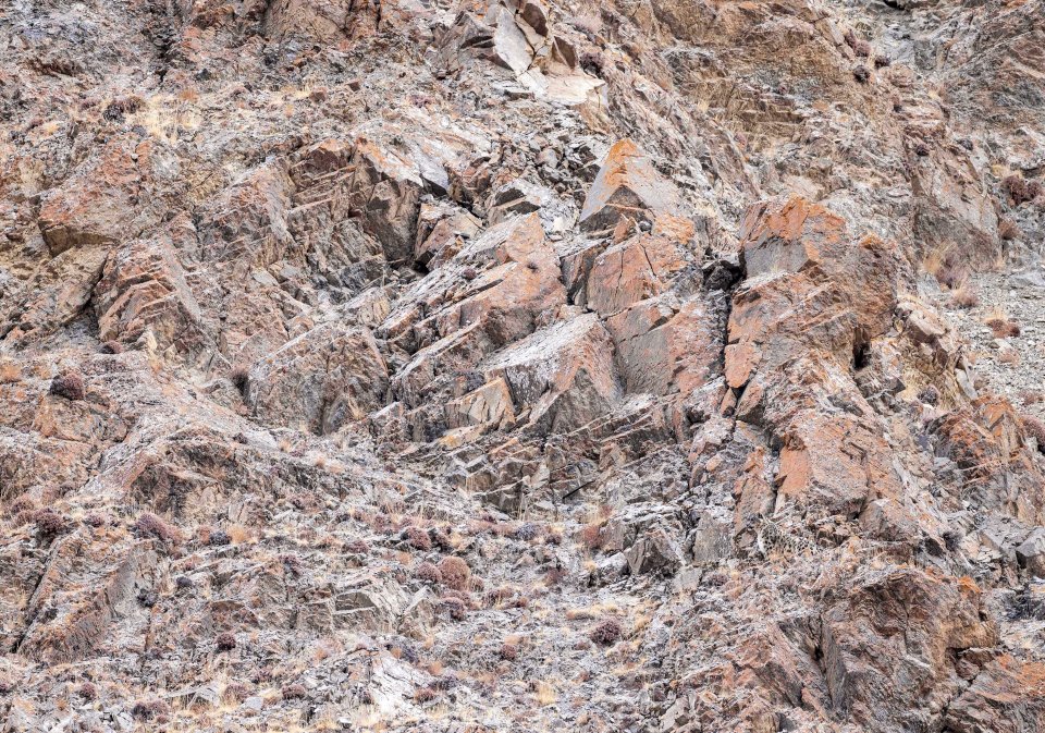 Can you spot the leopard in just five seconds?