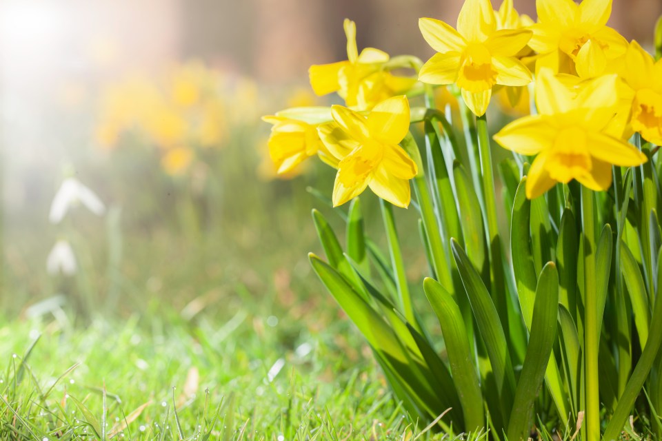 She said the spring-time blooms made her 'violently sick'