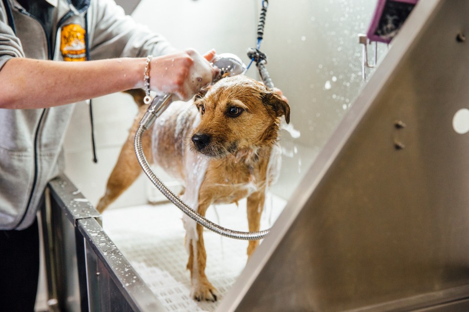 A dog groomer has warned dog owners on what words and phrases should never be uttered