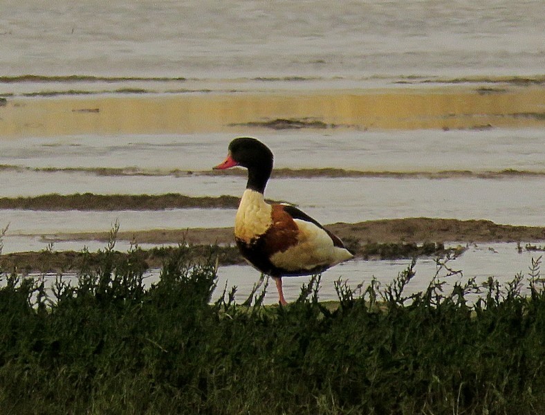 Oil-covered wildlife was spotted swimming in the polluted water of Poole Harbour