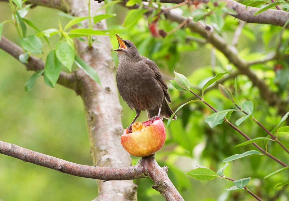 Buff up your birdwatching knowledge and make the most of a fun free activity this Spring