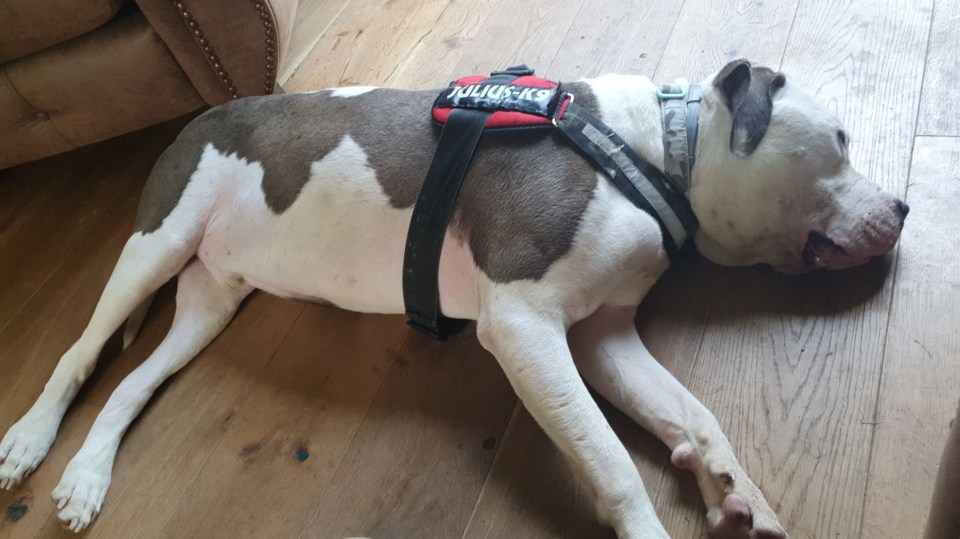 Joanna said the RSPCA had failed to tell her that American bulldog Kiwi had attacked two women eight months before it turned on her