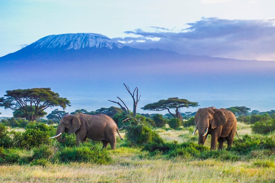 Majestic elephants under the shadow of Kilimanjaro in Kenya