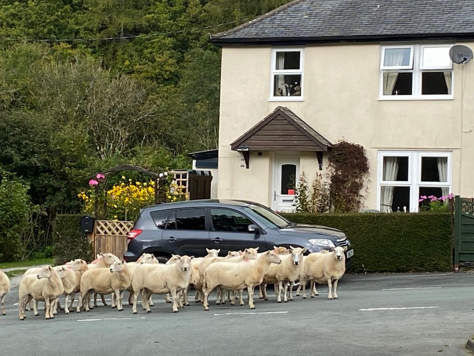 Some drivers are distracted by animals crossing the road