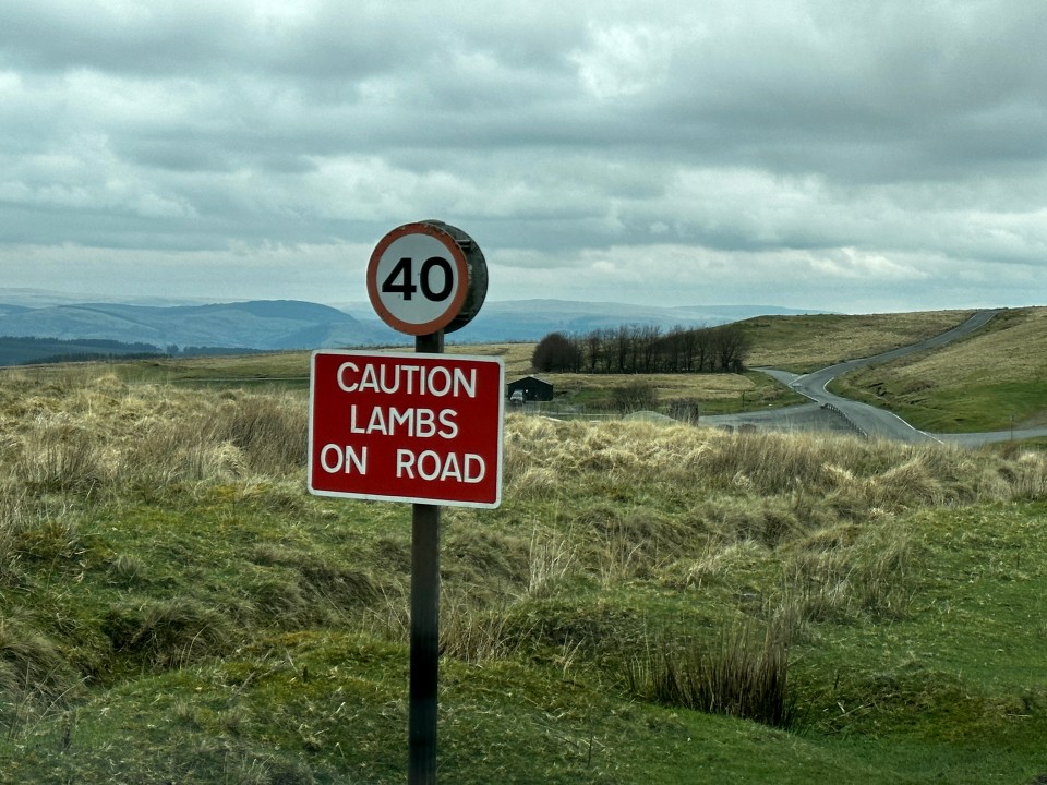 Drivers are warned to be careful as animals often wander onto the roads