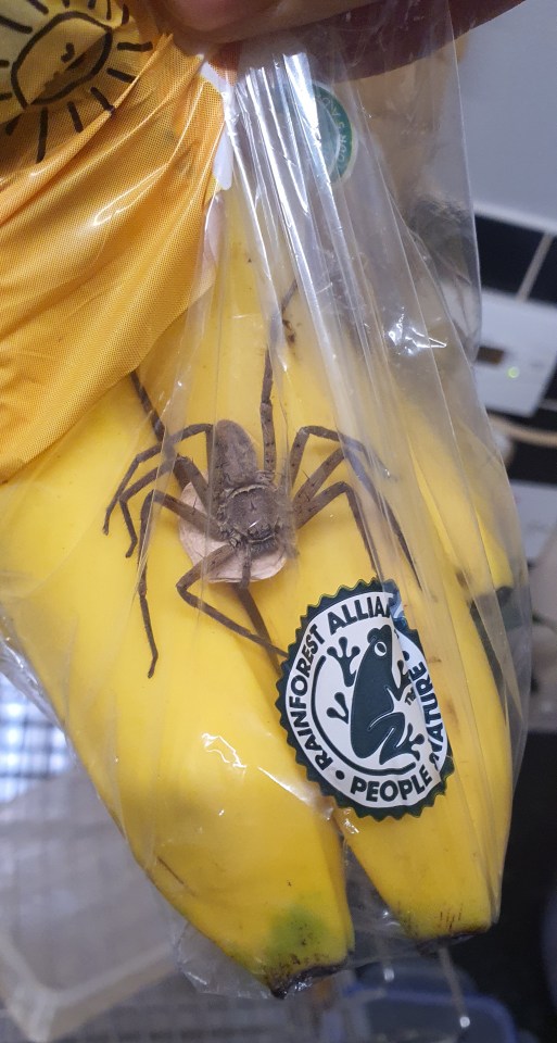 Craig Harrison found a giant huntsman spider lurking in his bunch of Tesco bananas