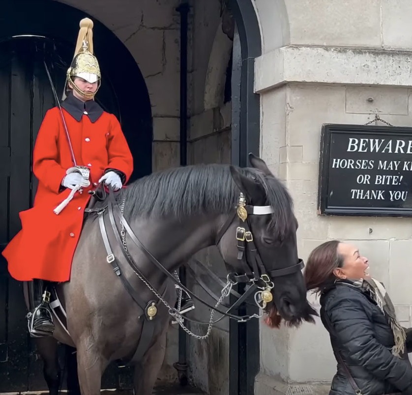 A tourist received a nasty shock when a King's Guard Horse clamped down on her ponytail