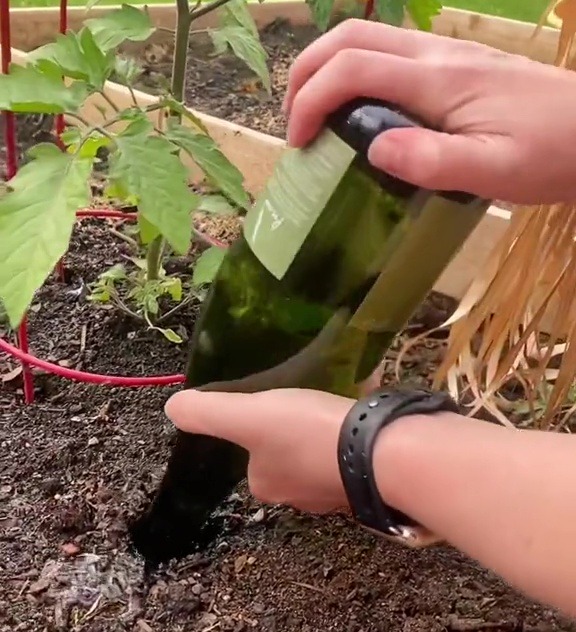 She suggests filling up an old water bottle before turning it upside down and pushing it into the soil - this will slowly filter out, gradually watering your plants