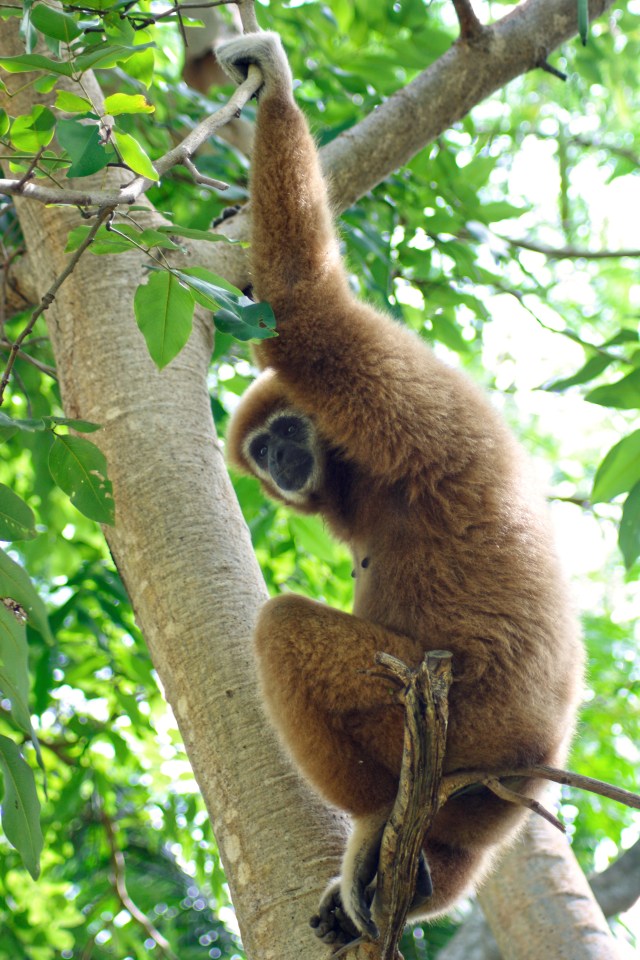 You can get up close to the animals like these majestic gibbons