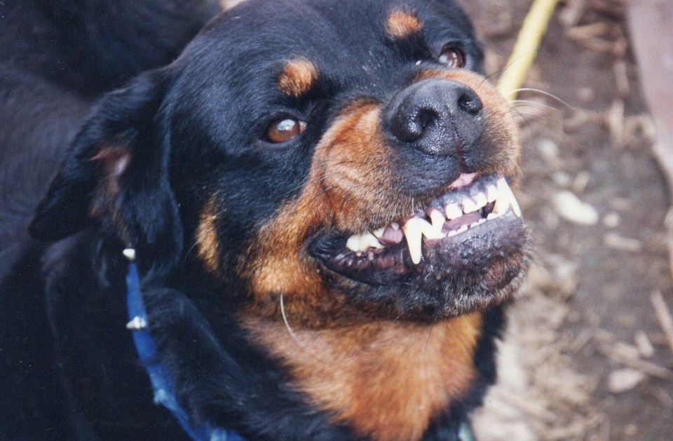 The Rottweiler attacked the woman when she was feeding the animal