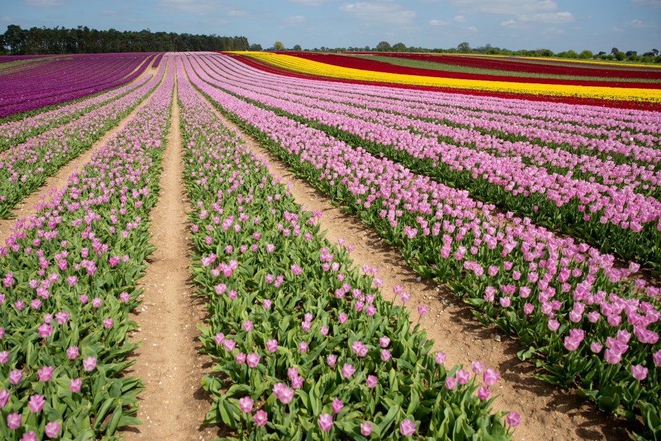 Tickets for this year's tulips have already sold out