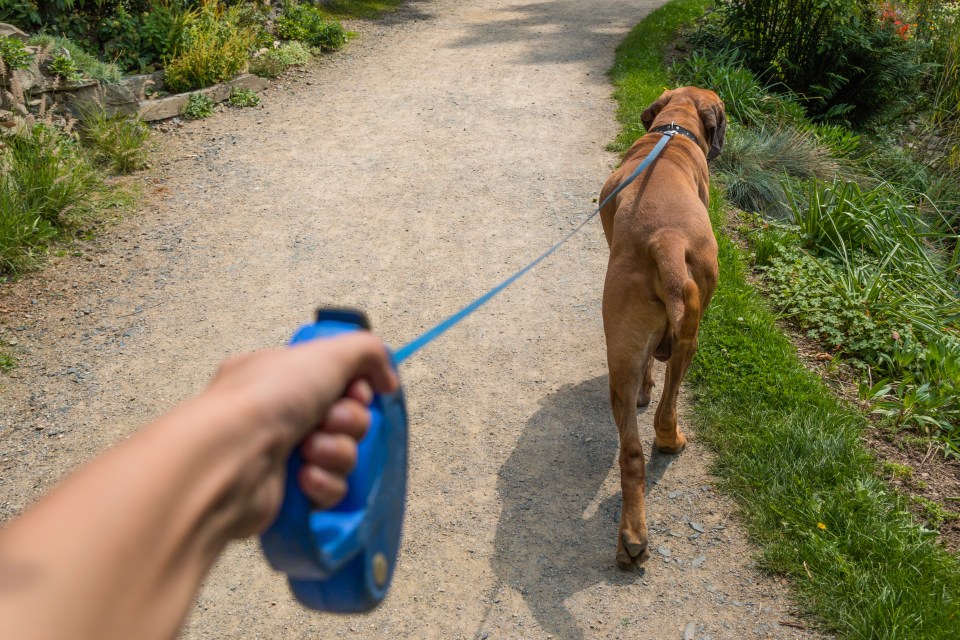 Pet ownership soared by 24 per cent during lockdowns and owners want to work remotely to care for them