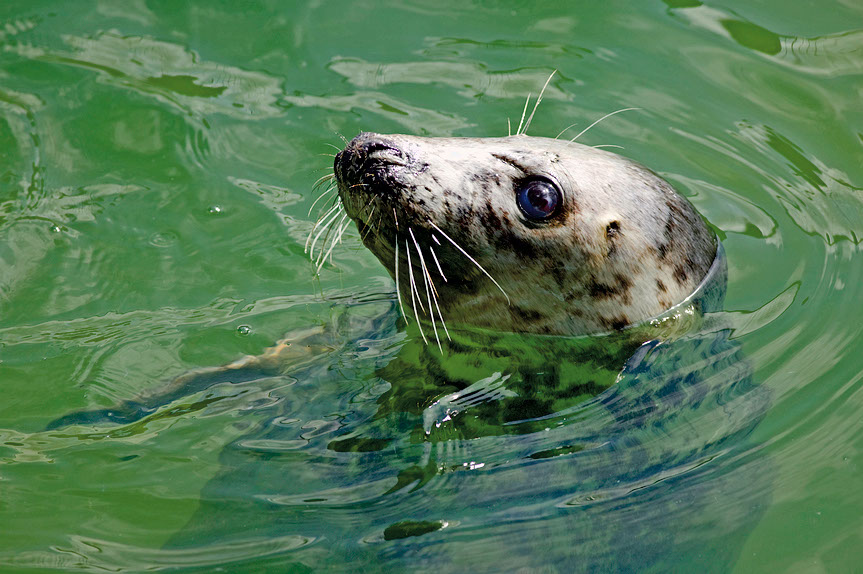 Breakfast with some nosey seals was well worth the cost at just £50 per person