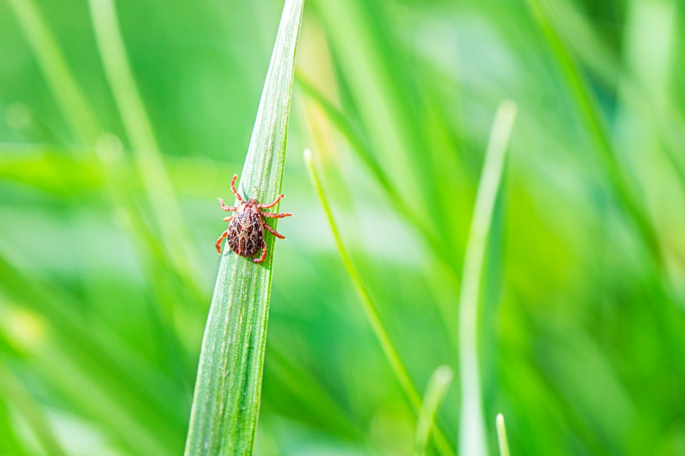 Health officials have urged walkers to take precautions when walking through wooded or grassy areas