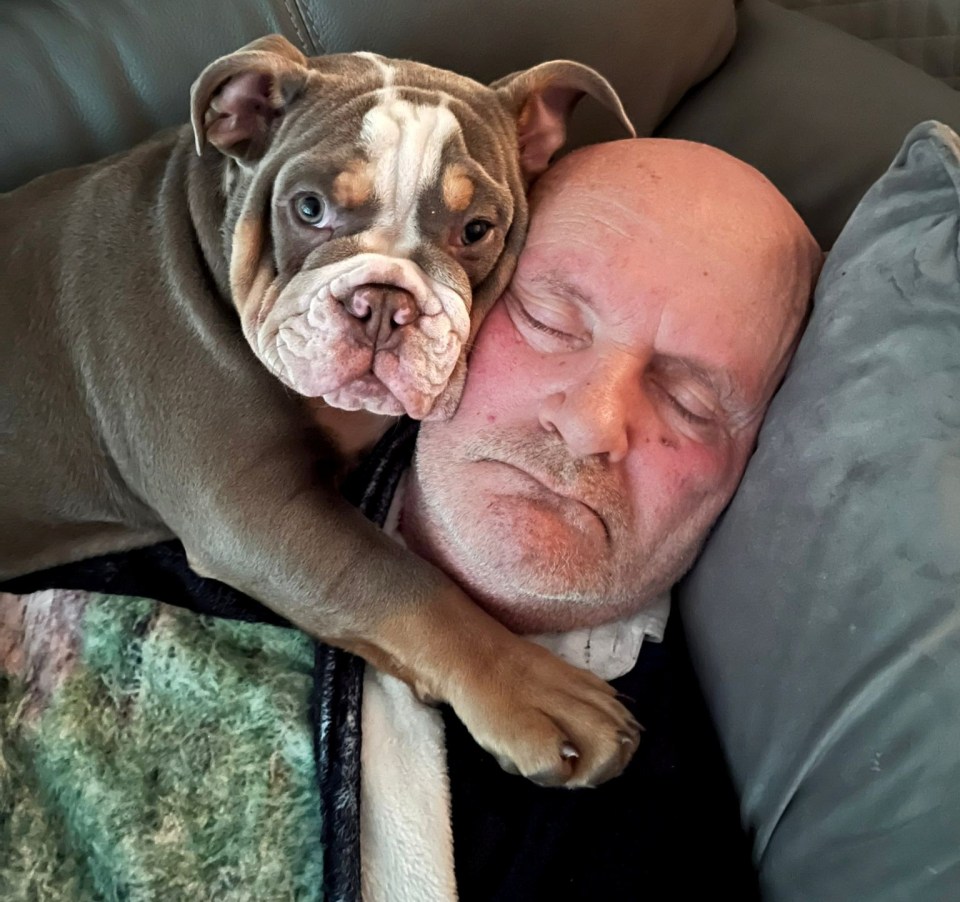 David Lindsay, 64, was asleep on his sofa when he woke up to find his big toe “chewed to the bone” by his seven-month-old bulldog puppy Harley