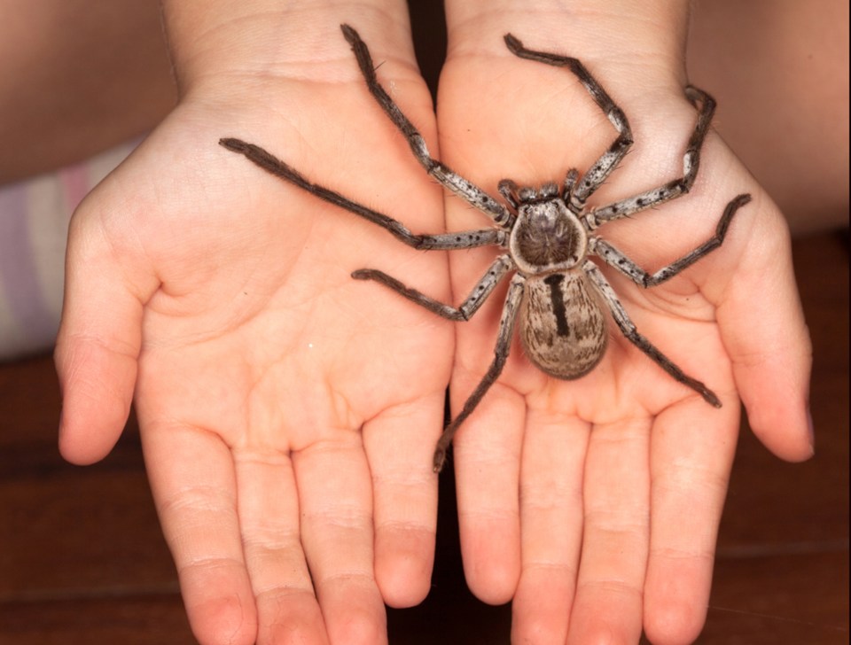 The massive spider's venom can cause heart palpitations, vomiting and headaches (stock photo)