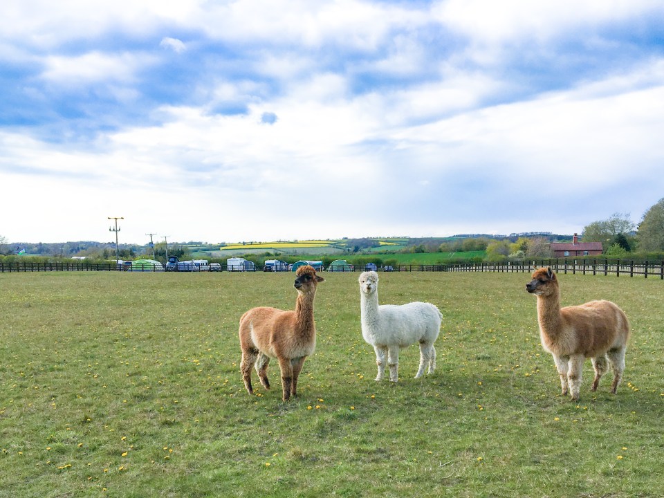 Homestead Fields has fluffy alpacas, chickens and pigs living on site