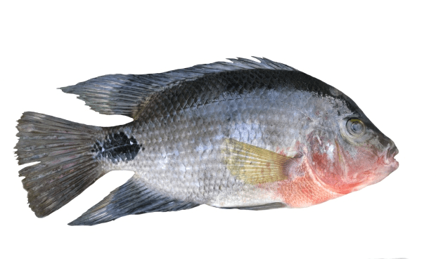 The Tilapia fish was chosen because it's one of the most common freshwater disease-resistant fish found in Brazil