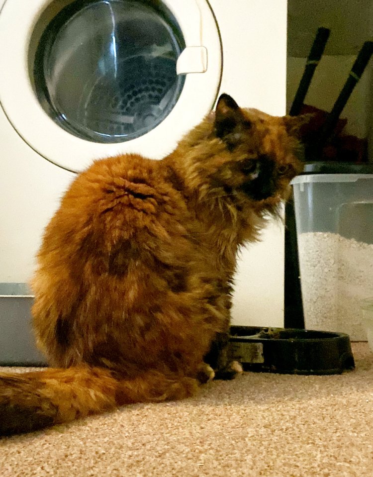 Record-breaking Rosie is a cross between a ginger and a ragdoll cat