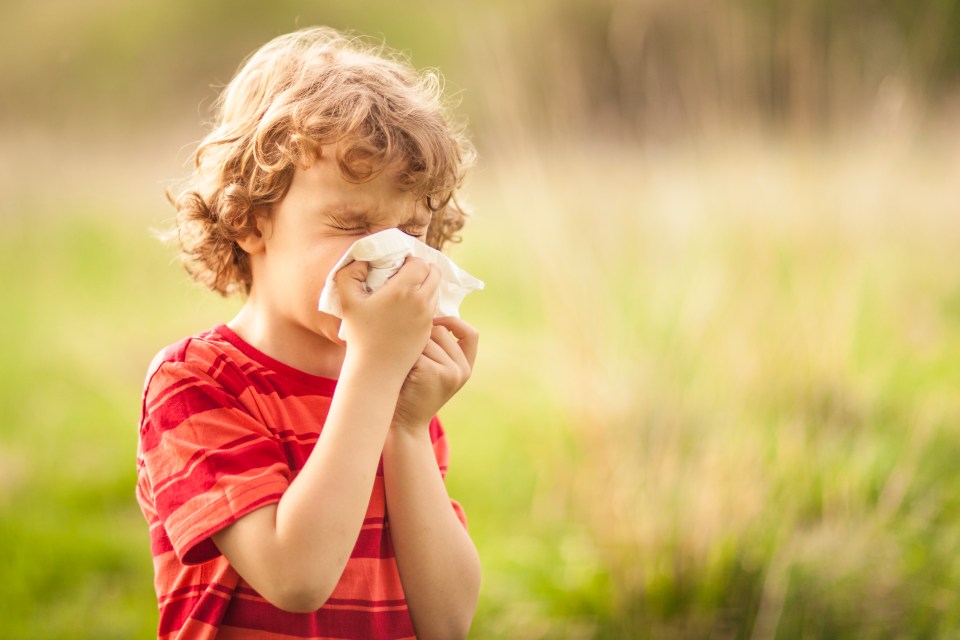 Probiotics could help treat hay fever and reduce blocked noses, itching and sneezing, research has shown