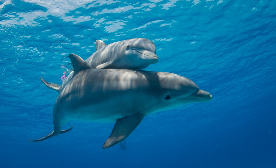 Bottle-nosed dolphins are among the sealife that can be found in the nearby waters