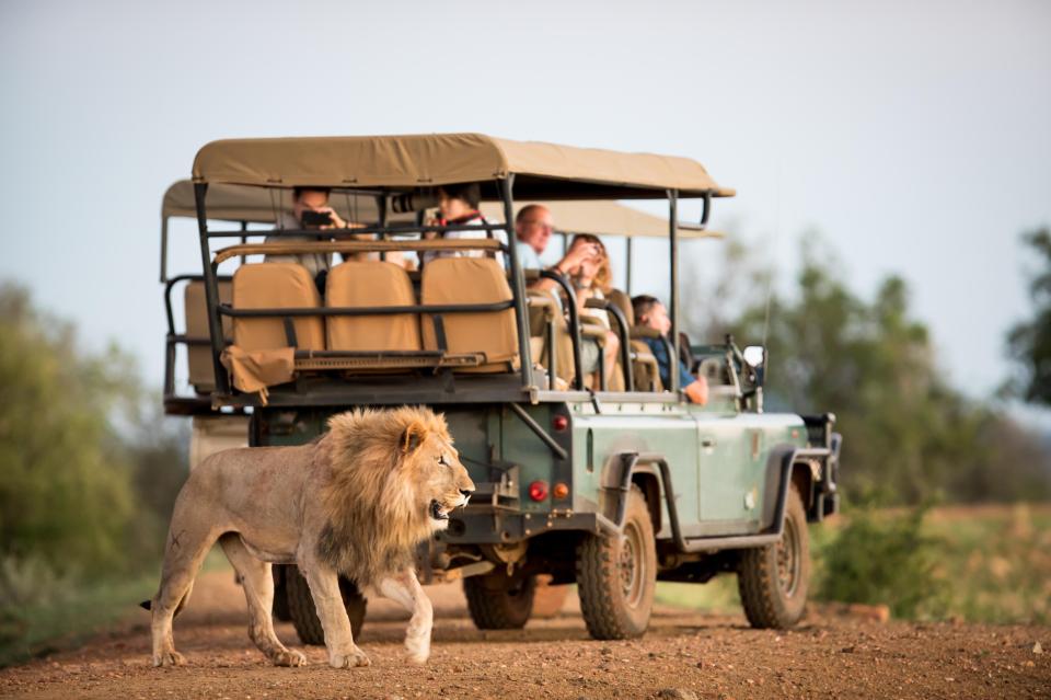 Jeepers - a lion gets up close and personal by this vehicle