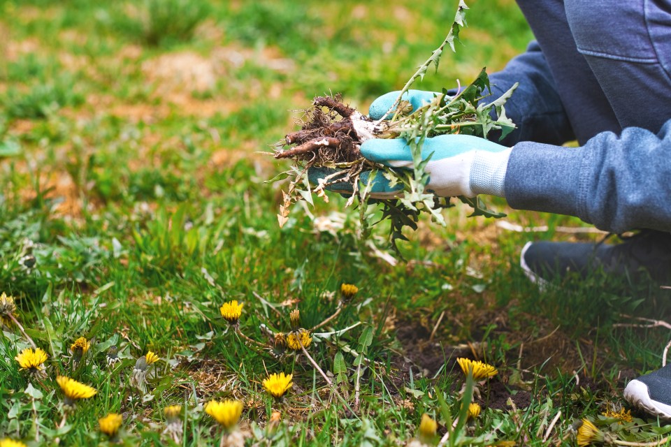 Simply getting rid of weeds could also sway a buyer